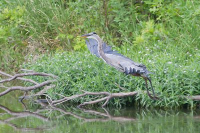 Image 0746 - Professional Wildlife photography by Bobby Shull