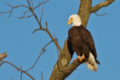 Image 1216 - Professional Wildlife photography by Bobby Shull