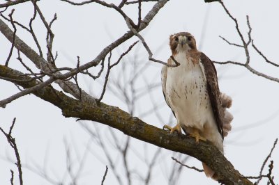 Image 2010 - Professional Wildlife photography by Bobby Shull