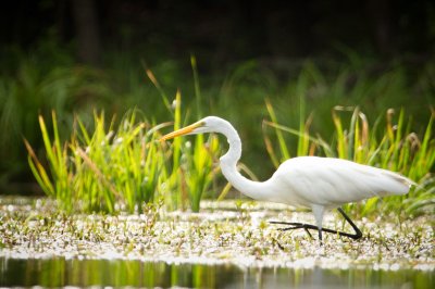 Image 2124 - Professional Wildlife photography by Bobby Shull