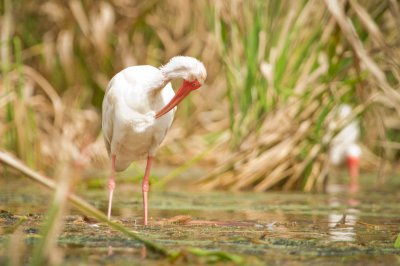 Image 2184 - Professional Wildlife photography by Bobby Shull