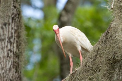Image 2198 - Professional Wildlife photography by Bobby Shull