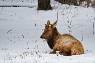 Image 2515 - Professional Wildlife photography by Bobby Shull