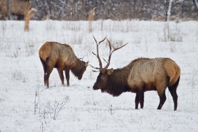 Image 2614 - Professional Wildlife photography by Bobby Shull