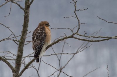 Image 2689 - Professional Wildlife photography by Bobby Shull