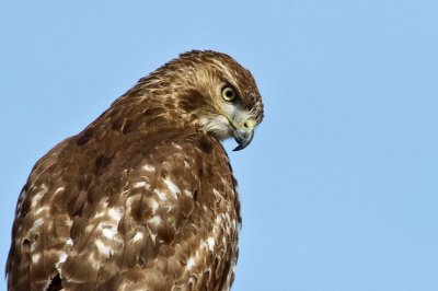 Image 2802 - Professional Wildlife photography by Bobby Shull