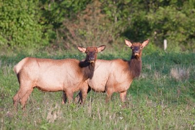 Image 3422 - Professional Wildlife photography by Bobby Shull