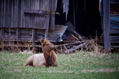 Image 3941 - Professional Wildlife photography by Bobby Shull