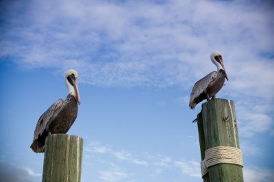 Image 4143 - Professional Wildlife photography by Bobby Shull