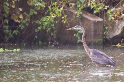 Image 5656 - Professional Wildlife photography by Bobby Shull