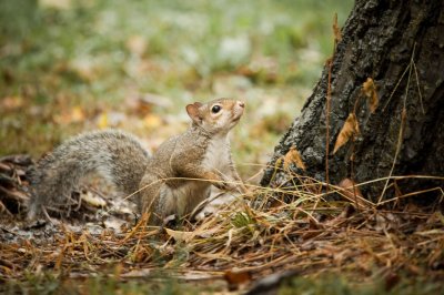 Image 5820 - Professional Wildlife photography by Bobby Shull