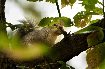 Image 5828 - Professional Wildlife photography by Bobby Shull