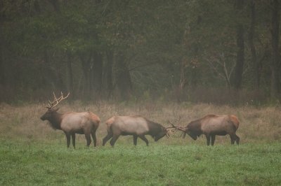 Image 6585 - Professional Wildlife photography by Bobby Shull