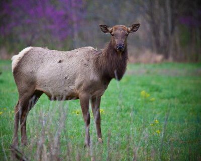 Image 7015 - Professional Wildlife photography by Bobby Shull