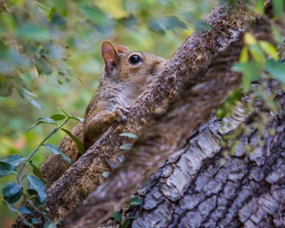Image 7402 - Professional Wildlife photography by Bobby Shull