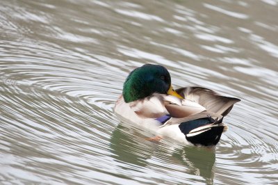 Image 8380 - Professional Wildlife photography by Bobby Shull