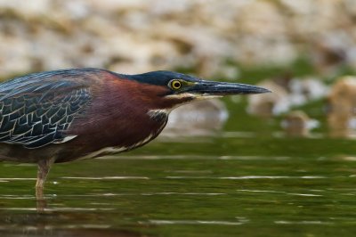 Image 8606 - Professional Wildlife photography by Bobby Shull