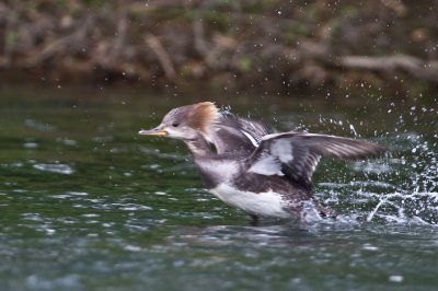 Image 8723 - Professional Wildlife photography by Bobby Shull