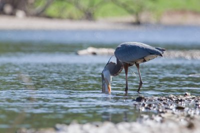Image 8818 - Professional Wildlife photography by Bobby Shull