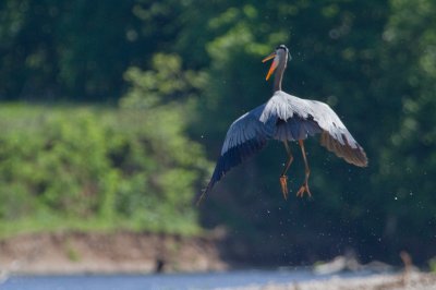 Image 8828 - Professional Wildlife photography by Bobby Shull