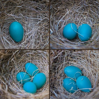 Eggs - Professional Wildlife photography by Bobby Shull